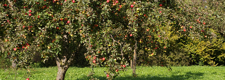 header/w-edeka-header-02.jpg